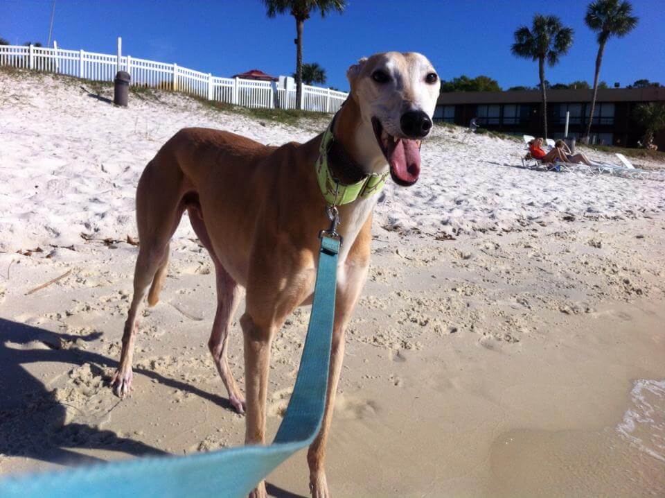 Calvin the greyhound on the beach